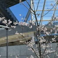 桜が咲きました！広島市の新サッカースタジアム・ピースウイング広島に咲くサクラの木
