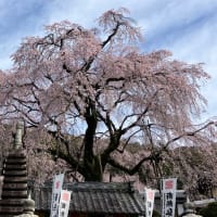 林陽寺様の枝垂れ桜