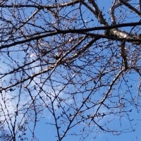 千葉県香取市小見川の城山公園の桜の開花宣言