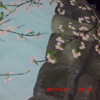 黒田節をイメージした私の桜