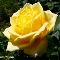「相模原北公園」では花の女王「バラ」が咲き始めた！！