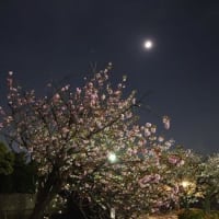 ４月15日（月）：夜桜見納め