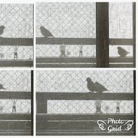 スズメは・・・セーフ