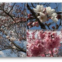戸田川緑地公園の桜。。。