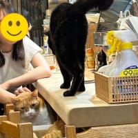 看板猫のいるお店で猫飲み 2 (2309-4)