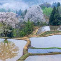 お土産（続編）
