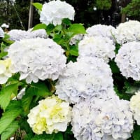 紫陽花