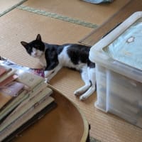ハチ…ウチのコになるかい？🙄