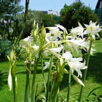 夏の花：アフリカハマユウ