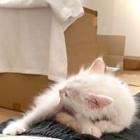白子猫のスコ座りを初めて見た！そこからの毛繕い！