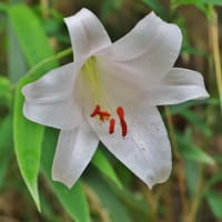 野山に自生する清楚な花に会いたくて！・・・ササユリ