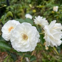 今日は２１時からオンライン夜会と、ルリカさんにご質問にお答えしてと