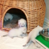 あるき始めたよ〜!