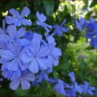 動画・アピオスの花★いつものアイスと涼しい花