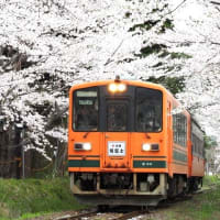 桜満開の弘前公園&津軽鉄道