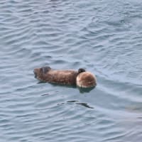 プカリ浮かんで