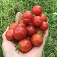 トマトとナスの収穫