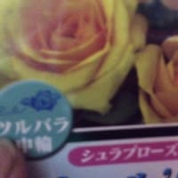 薔薇を買った