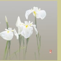 花菖蒲が咲き出した⑨