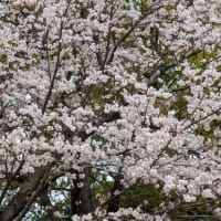 【日記】桜を見に行った