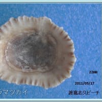 コウダカカラマツガイ