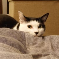 洗濯はできた