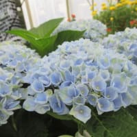 植物園のアジサイ展と園芸店のアジサイ