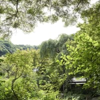 真夏の瑞泉寺