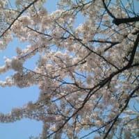 青空と桜と