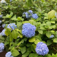 鎌倉散歩明月院