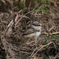 空き地で見かけたので寄って見たら・・・・コチドリ