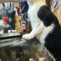 看板猫のいるお店で猫飲み 1 (2408-1)