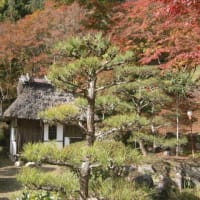 時季外れのゆり