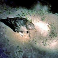 海鳥のサンクチュアリ　天売島と森林浴を楽しむメルヘンの焼尻島　２６回目　天売島