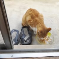 えっ　猫だ