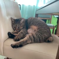 今朝ものんびり