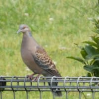  於大公園 ： ハンゲショウ・・・雨が上がり、公園職員は草刈りや花壇の手入れをしていました。