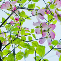 桜から花水木へ