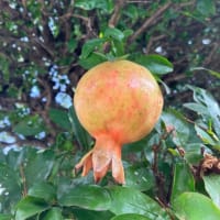 実りの秋近しかなぁ