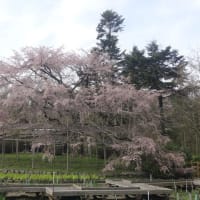 京都　「春の散策（その３）」---------友人からの投稿です