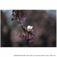 2月に撮った写真たち