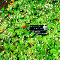 ユキノシタがたくさん咲きました！（板橋区立赤塚植物園 2025.5.18撮影）