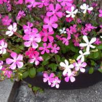 早くお迎え来ないかな
