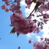 花の咲く頃