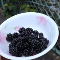 庭のブラックベリー、今が最盛期です。