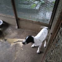 イングリッシュ　ポインターの仔犬