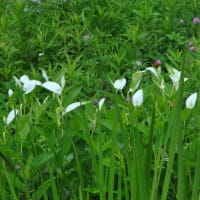 多摩川台公園あじさい園　　水生植物園の木道とハンゲショウと睡蓮　　　　10