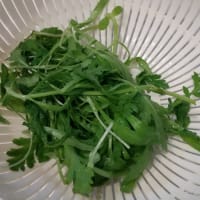 2022の春菊栽培《間引いて食べる》