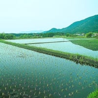 静岡県・富士宮市の「平成棚田」