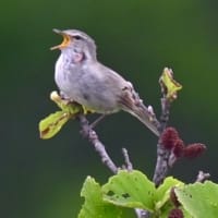北海道で出会った鳥たち❼‼️     2025.6.17〜6.18   撮影